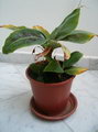 Dwarf Cavendish